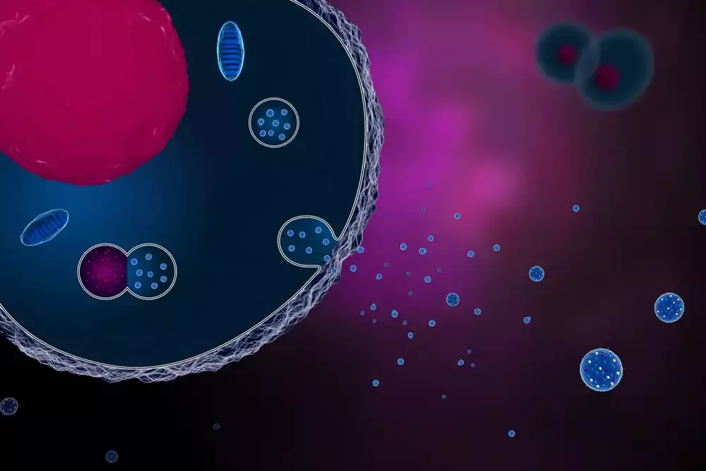 cell releasing exosomes in the human body