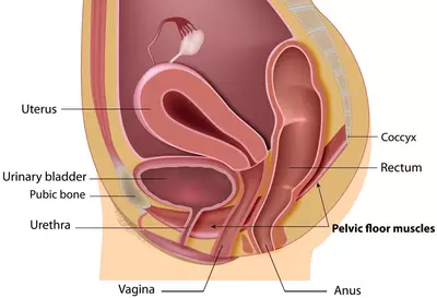 pelvic floor anatomy
