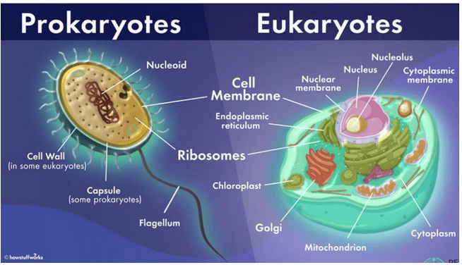 Prokaryotes - Understanding the Skin-Gut Connection