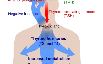 Thyroid Awareness Month: A new approach to gland health